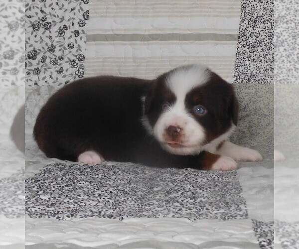 Medium Photo #8 Miniature Australian Shepherd Puppy For Sale in HARRISON, OH, USA