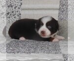Small #7 Miniature Australian Shepherd