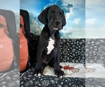 Small Photo #26 Great Dane Puppy For Sale in TUSCUMBIA, AL, USA