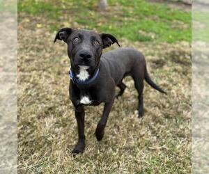 Labrador Retriever-Unknown Mix Dogs for adoption in Modesto, CA, USA