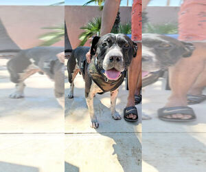MOSLEY - Male American Bulldog-Unknown Mix Dog for Adoption - Photo #13