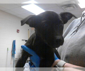 Mutt Dogs for adoption in Fayetteville, NC, USA