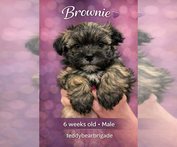 Medium Photo #3 Mal-Shi Puppy For Sale in NASHVILLE, TN, USA