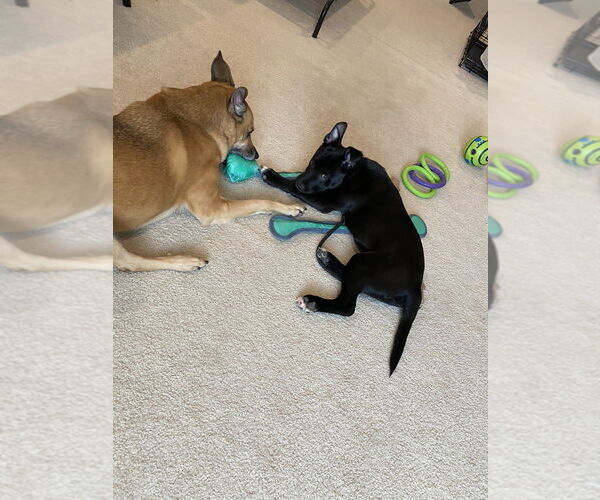 Medium Photo #3 Mutt Puppy For Sale in Springdale, PA, USA