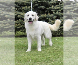 Father of the English Cream Golden Retriever-Poodle (Standard) Mix puppies born on 06/09/2021