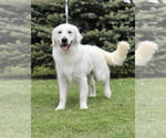 Small Photo #1 English Cream Golden Retriever-Poodle (Standard) Mix Puppy For Sale in KARLSTAD, MN, USA