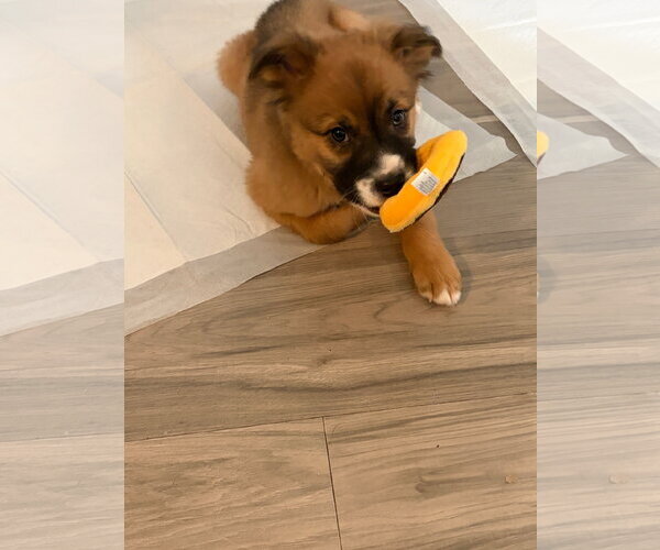 Medium Photo #1 Borador Puppy For Sale in Sandy, UT, USA