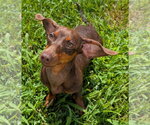 Small #2 Dachshund