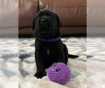 Small Photo #17 Labrador Retriever Puppy For Sale in KERNERSVILLE, NC, USA