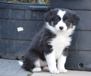 Border Collie Puppy for sale in HUNTERSVILLE, NC, USA
