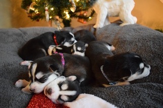 Siberian Husky Puppy for sale in UNION, KY, USA