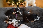 Small Photo #1 Siberian Husky Puppy For Sale in UNION, KY, USA
