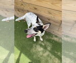 Small #1 Red Heeler Mix