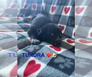 Alaskan Malamute Dog for Adoption in Aurora, Indiana USA