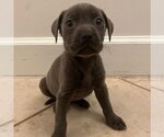 Small Photo #1 American Pit Bull Terrier Puppy For Sale in miami, FL, USA