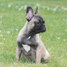 French Bulldog Puppy for sale in EMMAUS, PA, USA