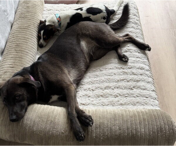 Medium Photo #5 Jack Russell Terrier-Unknown Mix Puppy For Sale in Houston, TX, USA