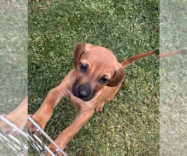 Medium Photo #9 Rhodesian Ridgeback Puppy For Sale in RIVERSIDE, CA, USA