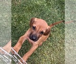 Small #8 Rhodesian Ridgeback