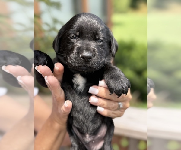 Medium Photo #23 Labrador Retriever Puppy For Sale in ELIZABETH, WV, USA