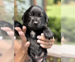 Small #22 Labrador Retriever