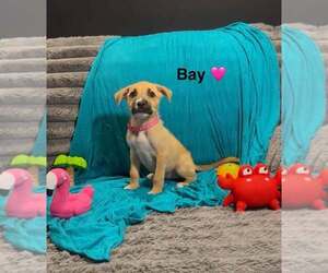 Mutt Dogs for adoption in Turlock, CA, USA