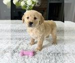 Small Photo #2 Golden Retriever Puppy For Sale in GREENFIELD, IN, USA