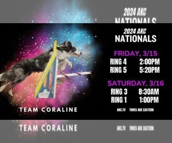 Medium Photo #12 Border Collie Puppy For Sale in MOSIER, OR, USA