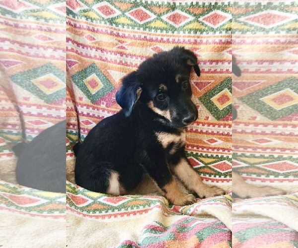 Medium Photo #1 Shepradors Puppy For Sale in SHERBURNE, NY, USA