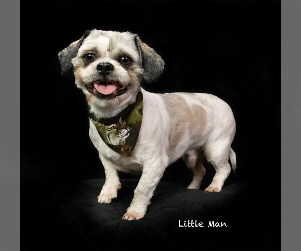 Medium Photo #2 Shih Tzu Puppy For Sale in Hot Springs Village, AR, USA
