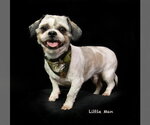 Small #1 Shih Tzu