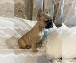 Small Photo #8 French Bulldog Puppy For Sale in JACKSONVILLE, FL, USA
