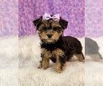 Small #3 Yorkshire Terrier