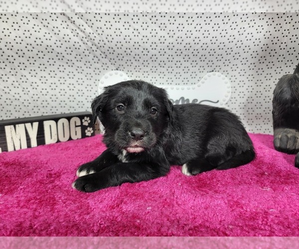 Medium Photo #8 Golden Mountain Dog Puppy For Sale in BLACK FOREST, CO, USA