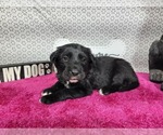 Small #7 Golden Mountain Dog