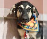 Small German Shepherd Dog