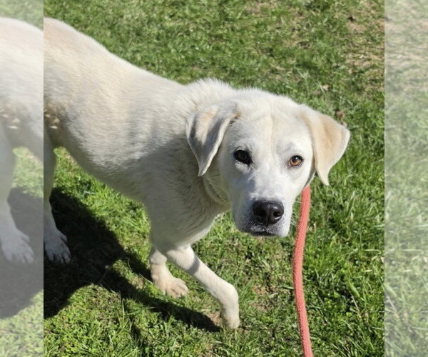 Medium Photo #8 Labrador Retriever Puppy For Sale in Rockaway, NJ, USA