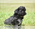 Small #2 Shih Aussie
