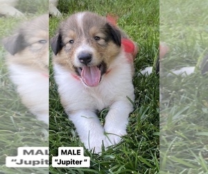 Collie Puppy for sale in PROSPECT, VA, USA