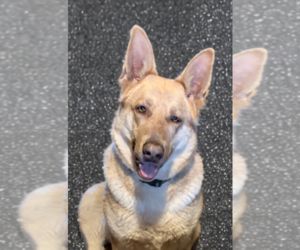 German Shepherd Dog Puppy for sale in WOLVERINE, MI, USA