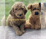 Small Photo #9 Goldendoodle Puppy For Sale in CROTON, MI, USA