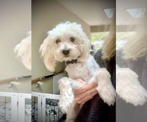 Maltese-Poodle (Toy) Mix Dogs for adoption in Santa Clarita, CA, USA