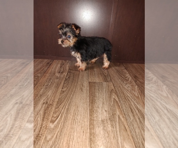 Medium Photo #8 Yorkshire Terrier Puppy For Sale in LAPEER, MI, USA