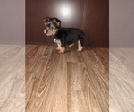 Small #7 Yorkshire Terrier