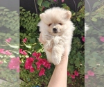 Nico - Male Pomeranian Puppy for Sale - Small photo