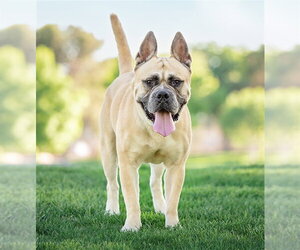 Mastiff-Unknown Mix Dogs for adoption in Las Vegas, NV, USA