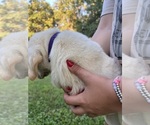 Small #16 Labrador Retriever