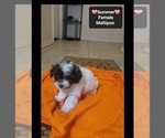 Small #1 Maltipoo (Toy)