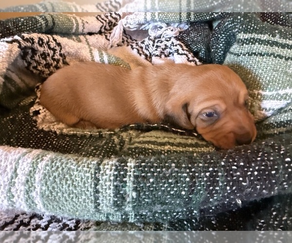 Medium Photo #5 Dachshund Puppy For Sale in DOTHAN, AL, USA