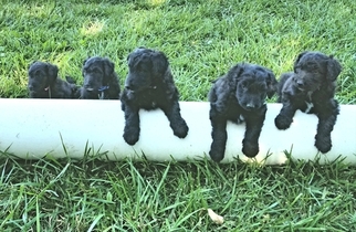 Cadoodle Puppy for sale in TWIN FALLS, ID, USA